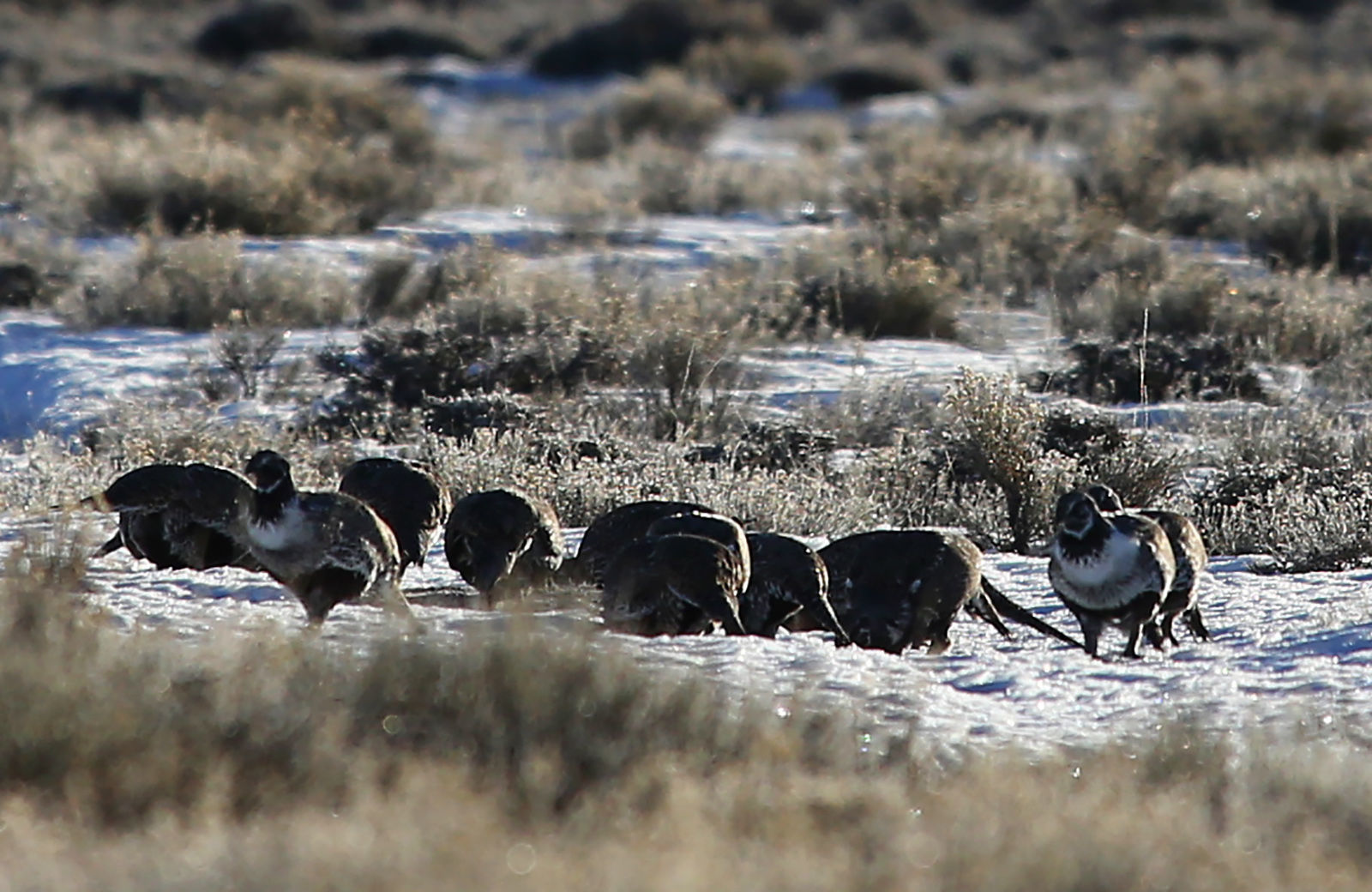 Sage Grouse Eat Dirt